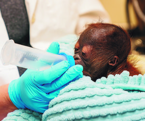 Rzadki bobas na Florydzie