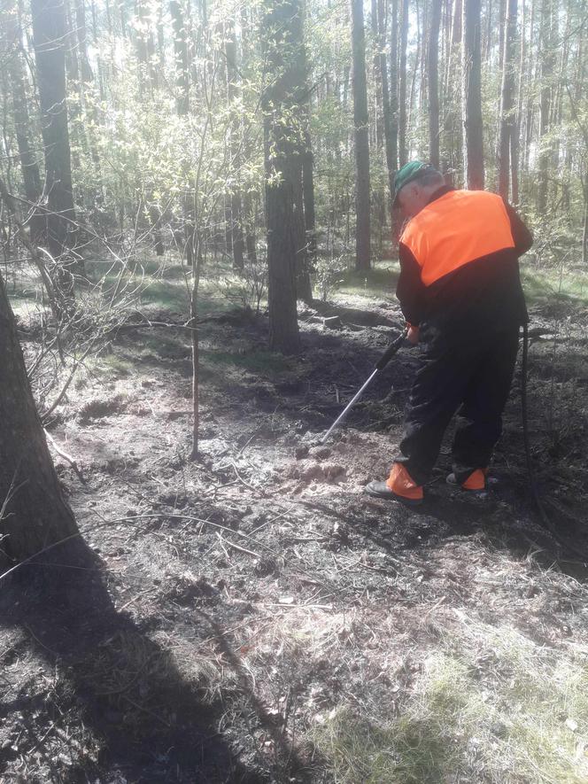 Pożar lasu w Szczecinie Dąbiu