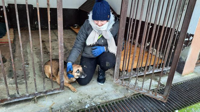Zmiany w gnieźnieńskim Schronisku dla Zwierząt 
