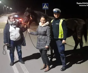 Wodzisław Śląski. Policjanci ruszyli na poszukiwania...konia. Biegał ulicami miasta