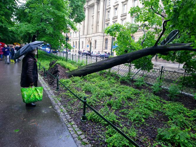 Kraków: O krok od tragedii na Basztowej. Potężne drzewo runęło na ulicę i torowisko