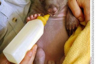 Mały wombat