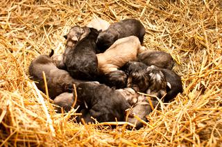 Mika urodziła 16-sto raczki