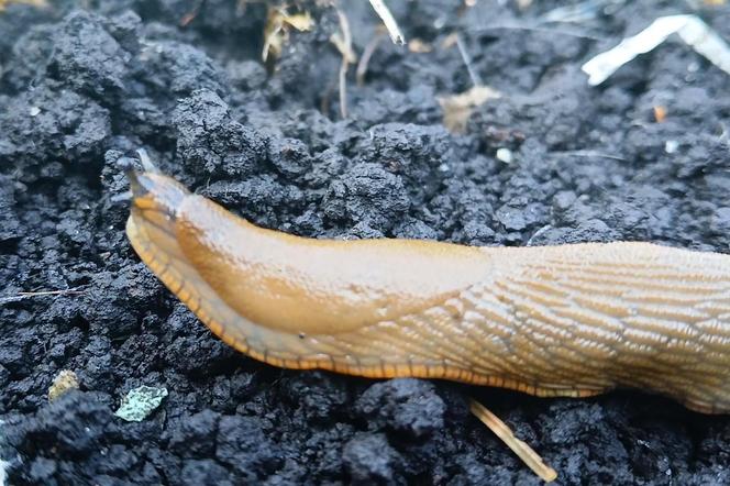 Budzą obrzydzenie i są utrapieniem ogrodników. Ślimaki sieją spustoszenie