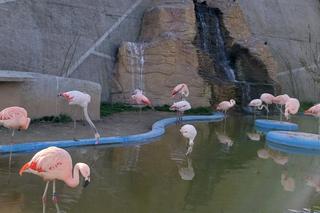 Ogród zoologiczny w Zamościu. Popularna atrakcja z niższą frekwencją latem