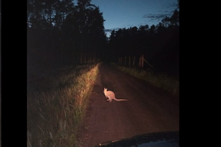 Zaskakujący widok na drodze! Mały kangur zapozował do zdjęcia i uciekł [FOTO]