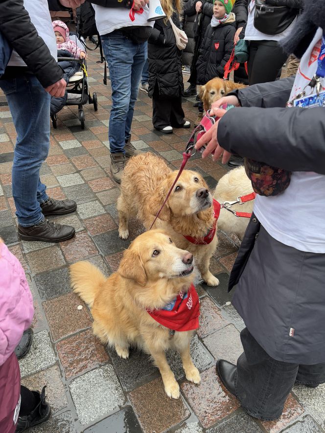 Golden Retriever WOŚP w Poznaniu