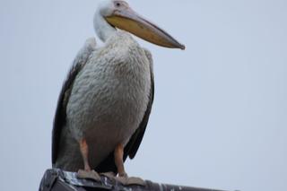 Ornitologiczna sensacja na Pomorzu. We wsi wylądował... pelikan!