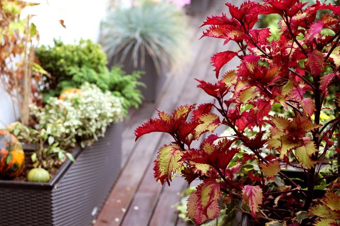 Balkon jesienią