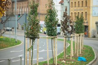 Setki nowych drzew i krzewów w mieście, Rozpoczęły się nasadzenia