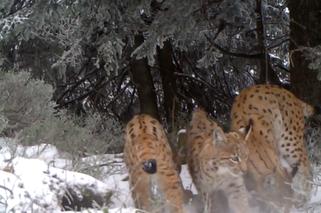 Rysia rodzina bawi się w śniegu. Wideopułapka nagrała drapieżniki w Beskidach [WIDEO, ZDJĘCIA]