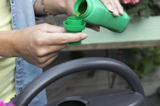 Nawożenie pelargonii