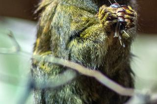 Pokazowe karmienia w Orientarium Zoo Łódź