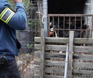 Na terenie Świętochłowic zrobili sobie mini-zoo. Zwierzęta były strasznie zaniedbane