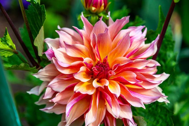 Dalia