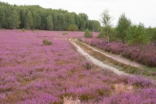 Kwitnące wrzosowiska pod Bornem Sulinowem