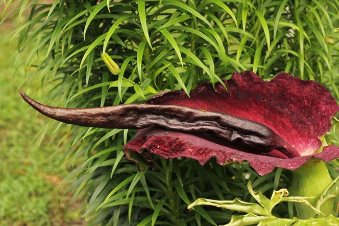 Dracunculus vulgaris, czyli smocza lilia