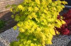 Klon palmowy