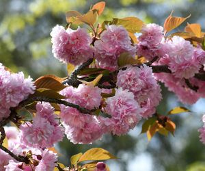 Wiśnia piłkowana 'Kanzan'