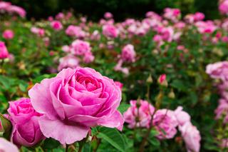 Róże: uprawa w ogrodzie. Sadzenie i pielęgnacja róż ogrodowych. ZDJĘCIA