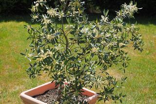 Sadzonki drzewek oliwnych lub niweielkie drzewka mozna kupić w marketach ogrodniczych