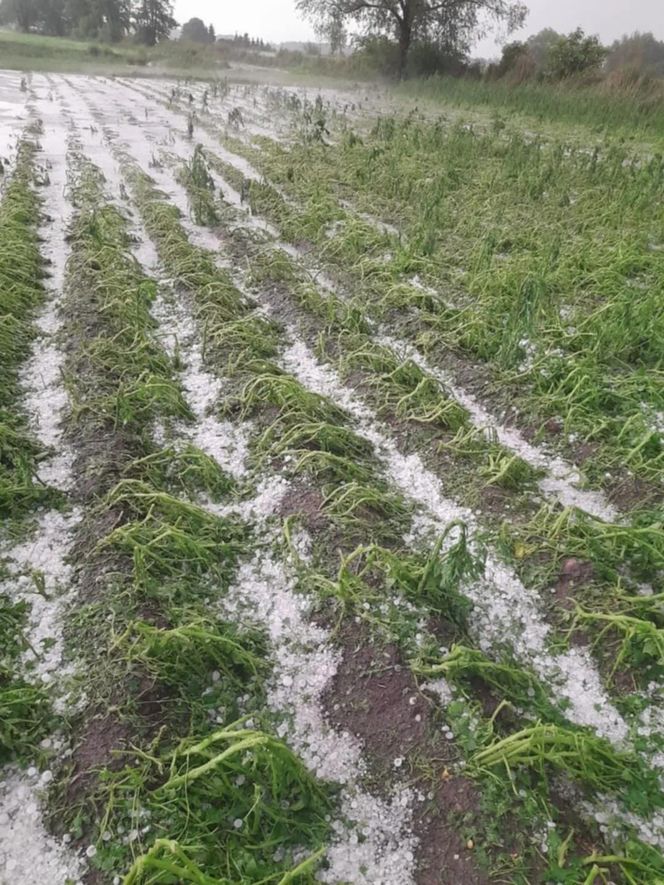 Zniszczone plantacje warzyw i owoców na Dolnym Śląsku. "To był prawdziwy armagedon" 