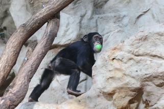 Czwarte urodziny szympansa Frodo