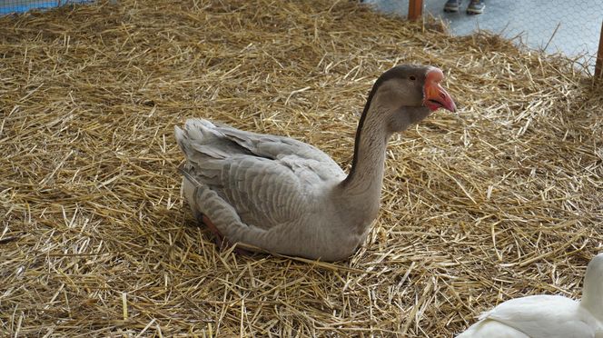 ZOOPARK w Lublinie. „Postawiliśmy na polski las. Chcemy promować nasze zwierzątka”