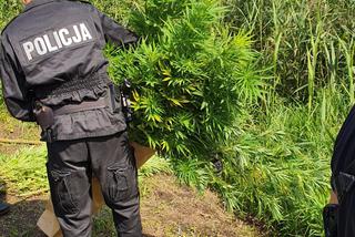 Radomsko. Policja znalazła na bagnach sporą plantację marihuany!