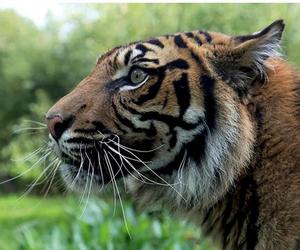 Tygrys rozszarpał swojego opiekuna. Wstrząsające okoliczności koszmaru w zoo 