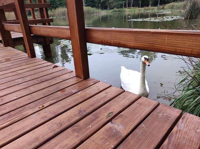 Pomost w Parku Piaskówka w Tarnowie