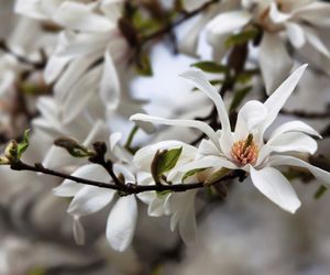 Magnolia japońska - Magnolia kobus