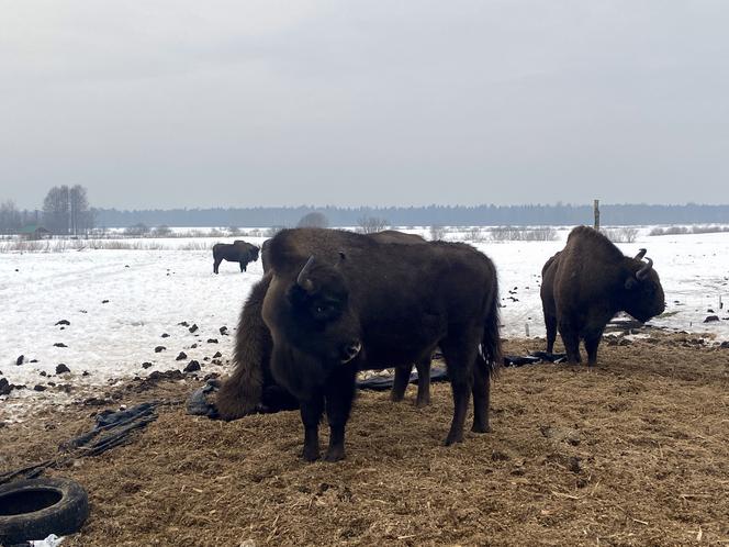 Skieblewo. Stado żubrów z Puszczy Augustowskiej wyjada karmę przeznaczoną dla krów