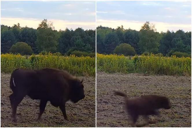 Mały żubr z Lasów Janowskich ma już imię!