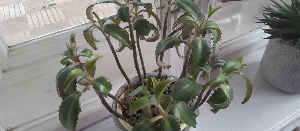 Rzeszowski Inkubator Kultury zachęca do adopcji! Chodzi o... rośliny!