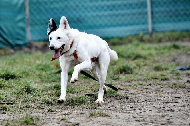 Marley - pies do adopcji