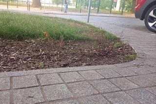 Nowe nasadzenia na Turzynie przegrały z psim moczem