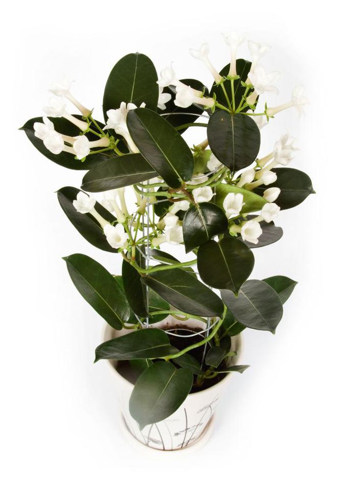 Kwiaty doniczkowe: stefanotis bukietowy