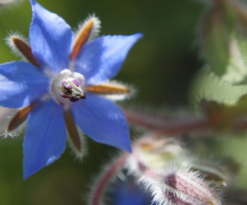 Ogórecznik lekarski: jakie ma właściwości, na co pomaga?