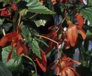 Begonia bulwiasta
