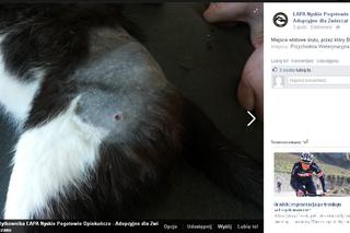 Kot Bolek, Głuchołazy