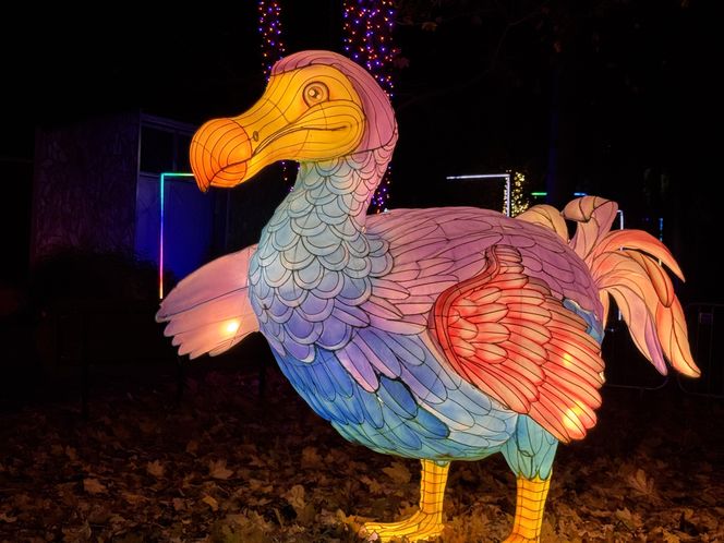 Garden of Lights we Wrocławiu