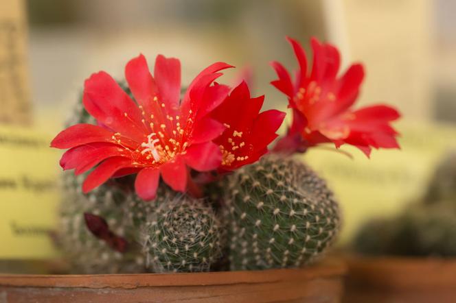 Rebucja - Rebutia