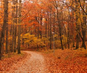 Najlepsze miejsca na patriotyczny spacer po Rzeszowie. AI podpowiada