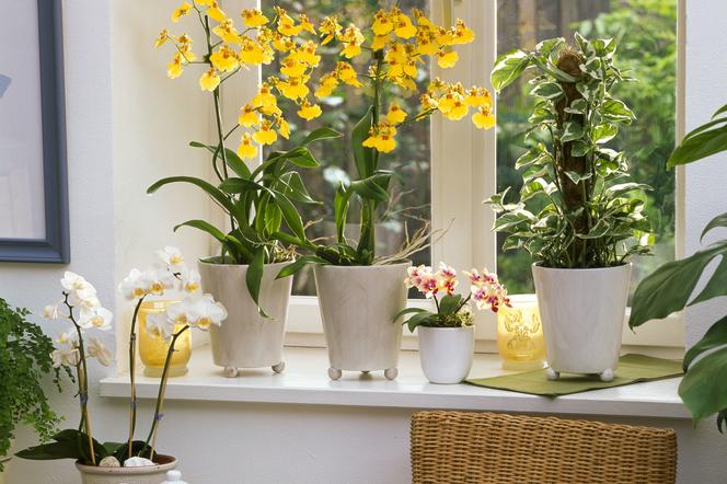 Storczyk Oncidium i Phalaenopsis