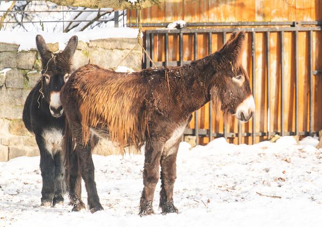 Zima w zoo we Wrocławiu. Zobacz, jak zwierzaki radzą sobie w chłodne dni 