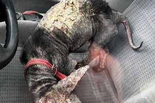 Studentka prawa nie pomogła psu