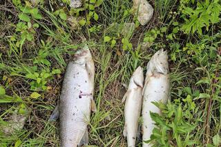 Śnięte ryby w Wiśle w Krakowie! Przyrodnicy alarmują [ZDJĘCIA]