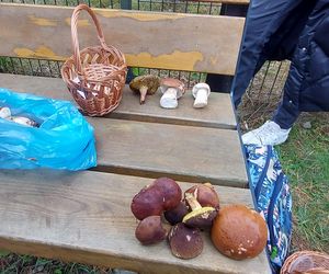 56. Rajd Rydz na patelni