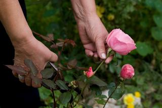Róże: jak ciąć krzewy róż [WIDEO]